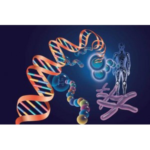 Preparation of plasmid DNA